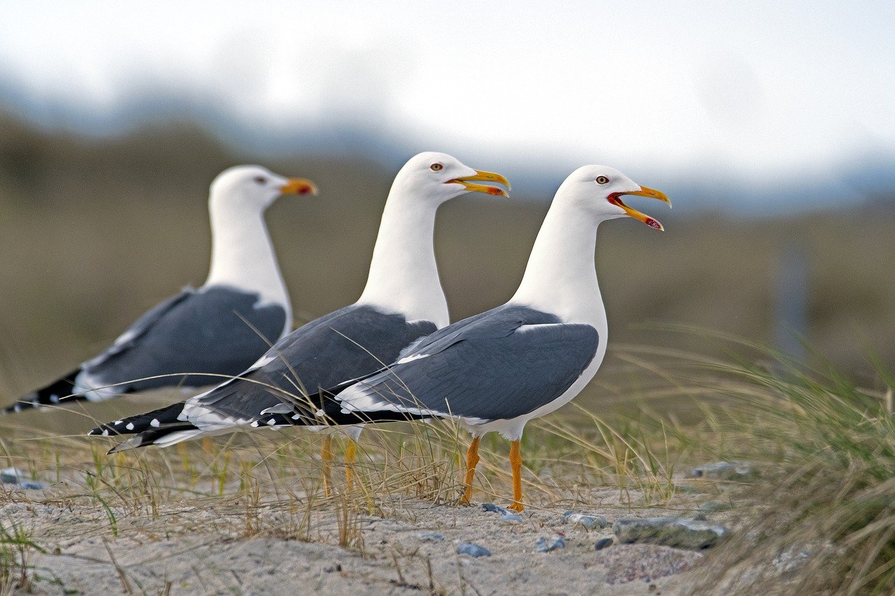 Ganz schön was los an der Nordsee
